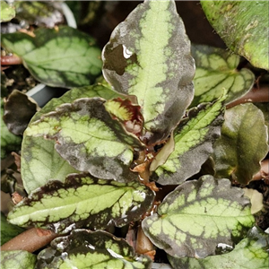 Pellionia Repens